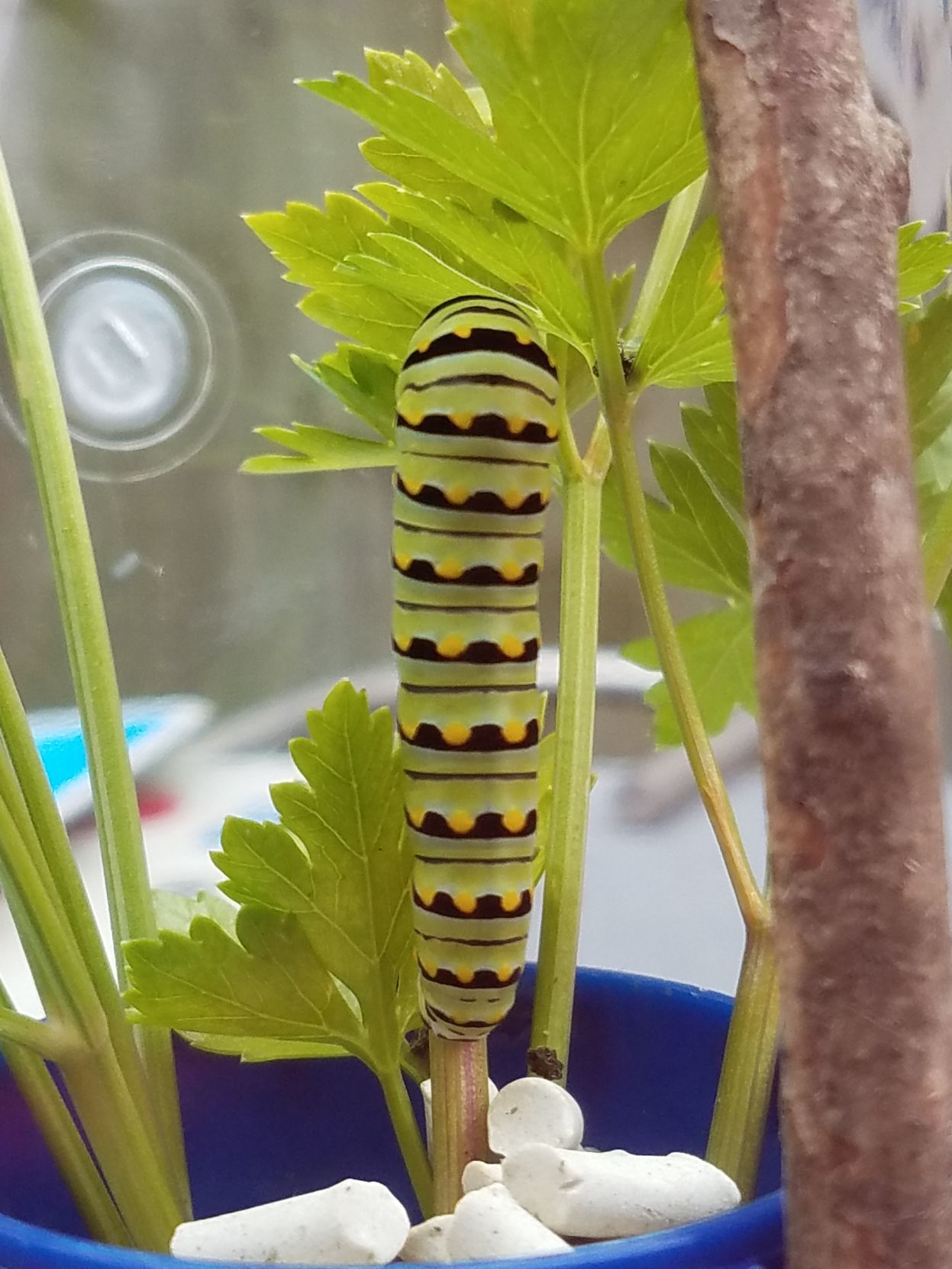 Monarch nursery